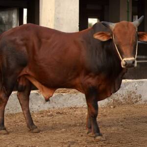 MR.HORNY