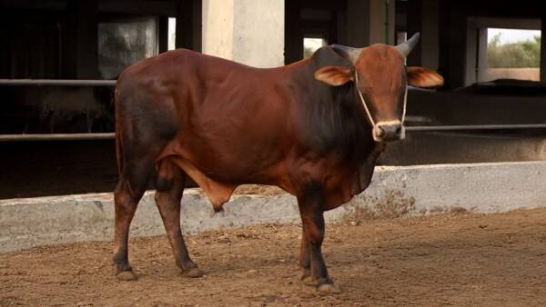 MR.HORNY